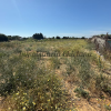 Parcela de 2.000 m2 en Venta Tocino con 4 escrituras independientes